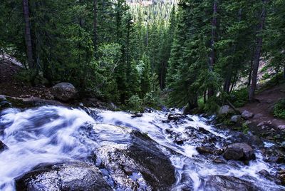 Scenic view of waterfall in forest