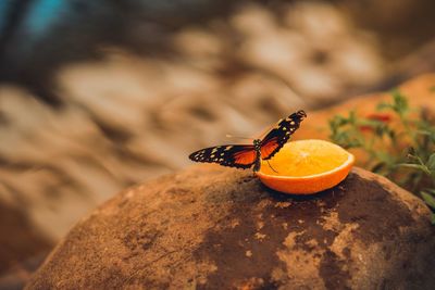 Close-up of butterfly on citrus fruit over rock