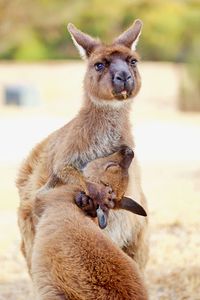 Kangaroo mother hugging joey