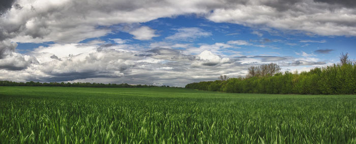 Scenic view of agricultural field against sky