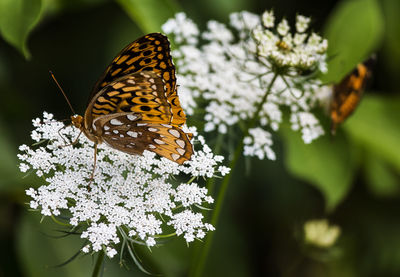 Close-up of butterfly pollinating on flower