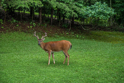 Deer standing in a forest