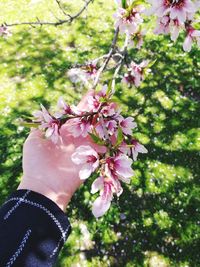 Close-up of pink cherry blossoms in spring