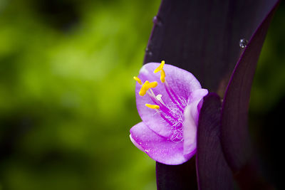 Close-up of purple crocus flower