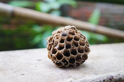 Close-up of crab on plant