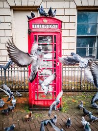 Birds in a building