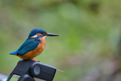 Close-up of bird perching outdoors