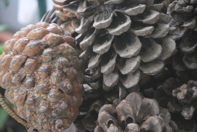 conifer cone