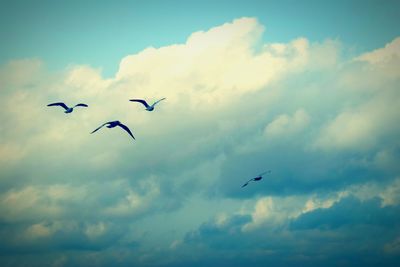 Low angle view of birds flying against sky