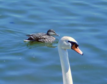 Duck swimming on lake