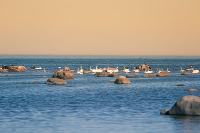 Flock of birds relaxing on stones in the sea