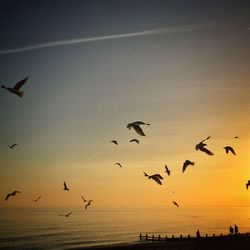 Birds flying over sea against sky during sunset