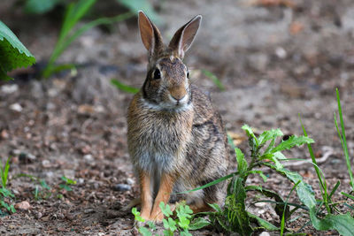 Close-up portrait of a rabbit on field