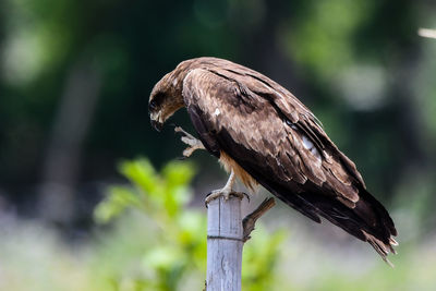 Close-up of bird perching on wooden post