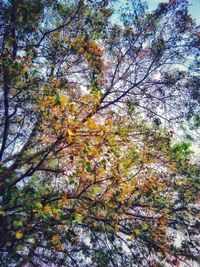 Low angle view of tree against sky