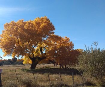 Trees on field against sky during autumn