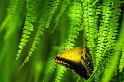 Close-up of butterfly pollinating on leaf