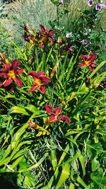 Close-up of flowers blooming outdoors