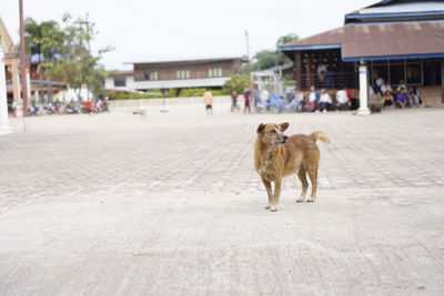 View of a dog on street