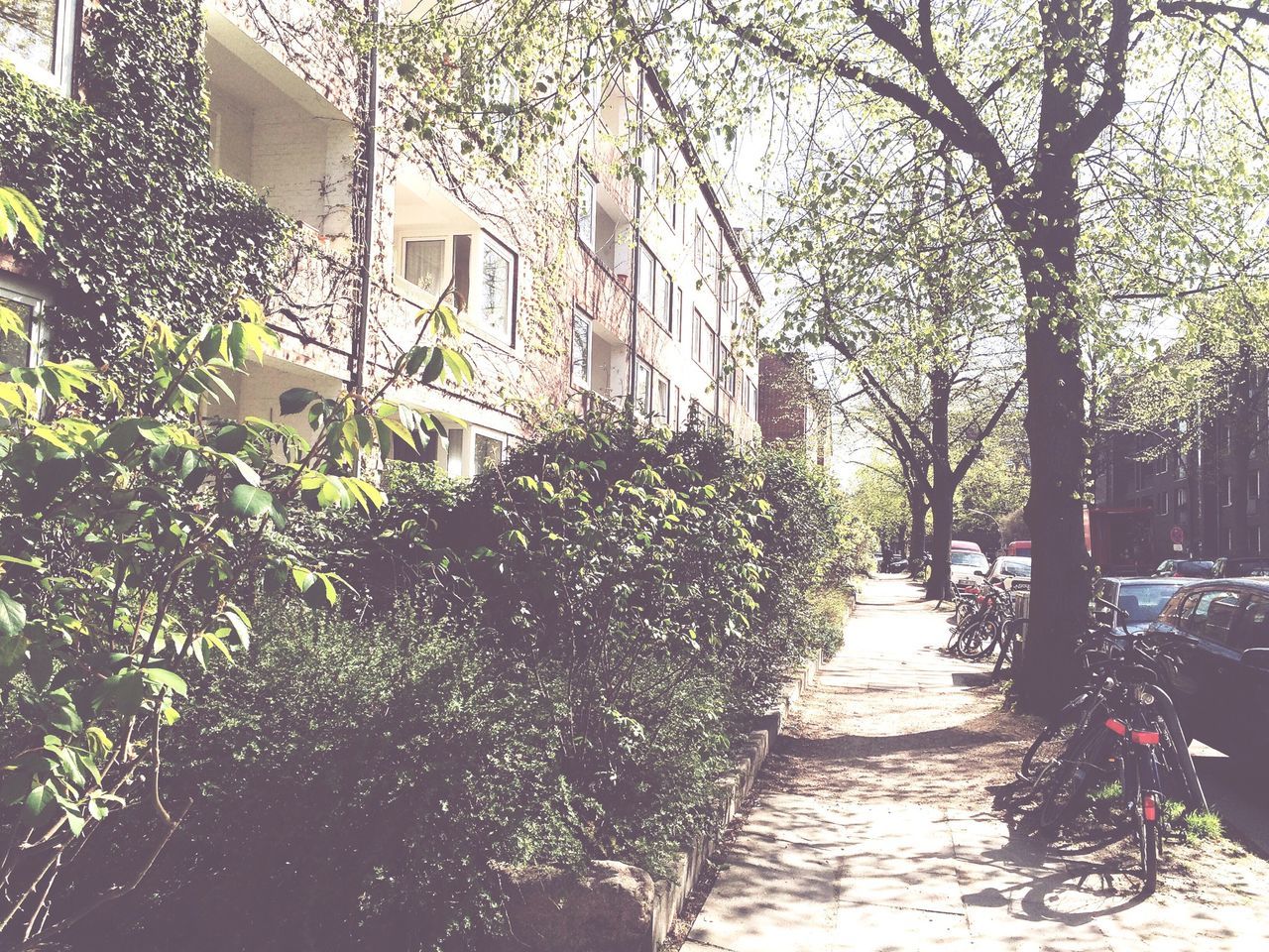 building exterior, architecture, built structure, tree, city, residential building, growth, building, residential structure, house, street, plant, branch, day, outdoors, no people, sunlight, the way forward, window, footpath