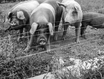 Sheep grazing on field