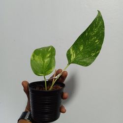 Close-up of potted plant against wall