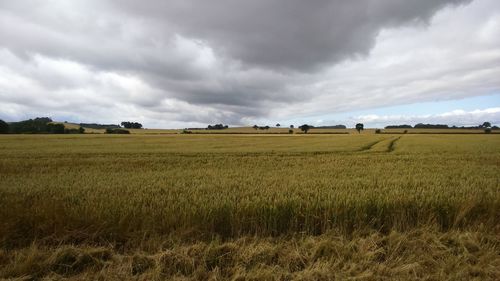 Scenic view of agricultural field against sky