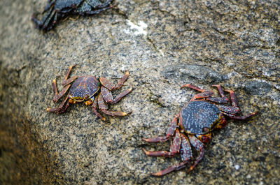 High angle view of crab on rock