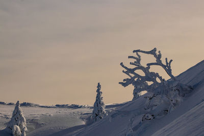 Trees growing in mountains