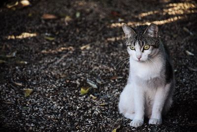 Close-up of domestic cat sitting on field