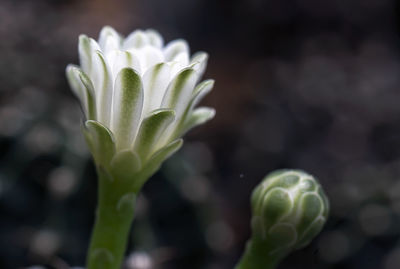 Close-up of purple flowering plant