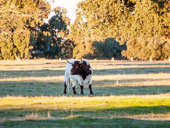 Cow standing in a field