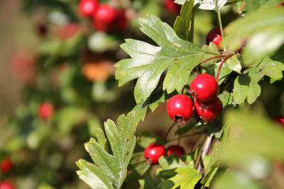 Close-up of red berries on tree