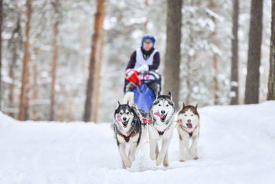 Dog on snow covered land