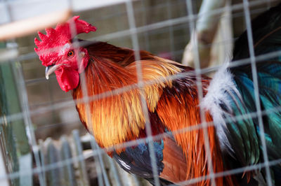 Close-up of rooster in cage