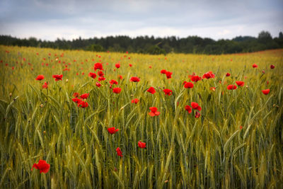 Red poppies on field against sky