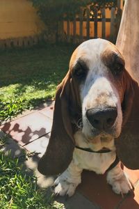 Close-up portrait of dog