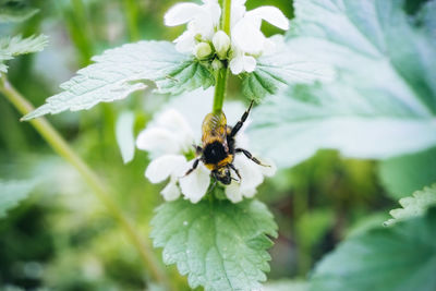 Close-up of bee pollinating on flower