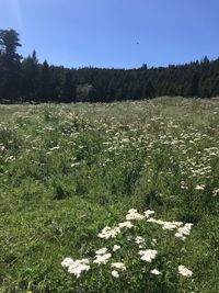 Scenic view of grassy field against clear sky