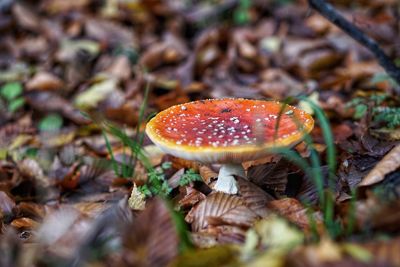 Close-up of fly agaric mushroom