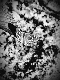 Close-up of butterfly on flower