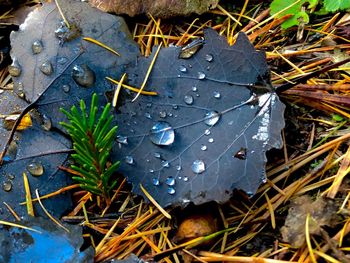 High angle view of raindrops on leaf