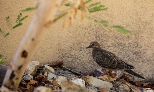 Close-up of bird in water