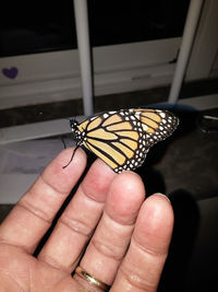 Close-up of butterfly on ground