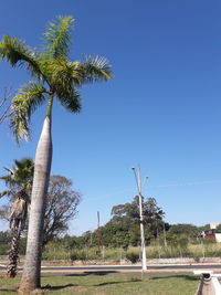 Palm trees on landscape against clear blue sky