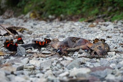 Close-up of butterflies on dead animal