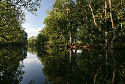 Reflection of trees in lake against sky