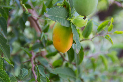 Close-up of fruits on tree