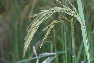 Close-up of crop growing on field