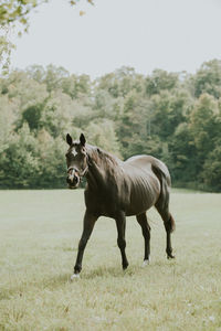 Horse standing in a field